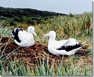 Albatross on South Georgia