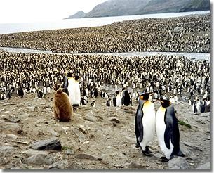 Penguins at St. Andrews Bay